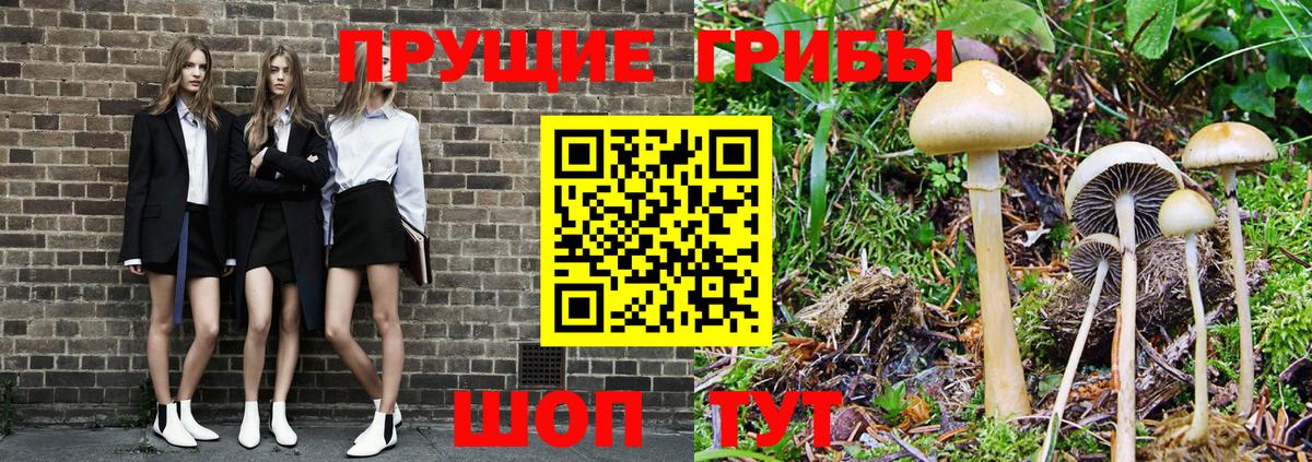 Псилоцибиновые грибы мицелий Усть-Лабинск
